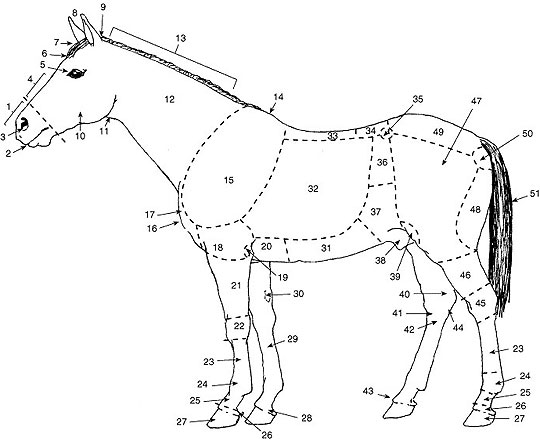 Horse with points of confirmation numbered.