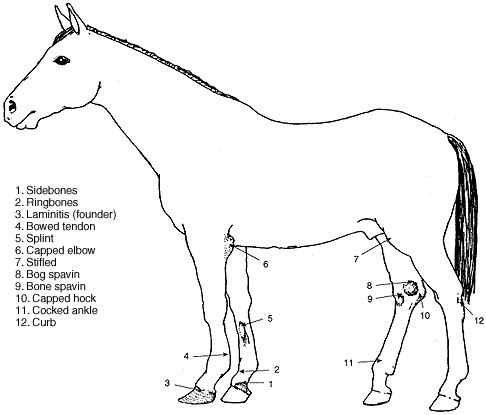 Horse with selected points of unsoundness indicated.