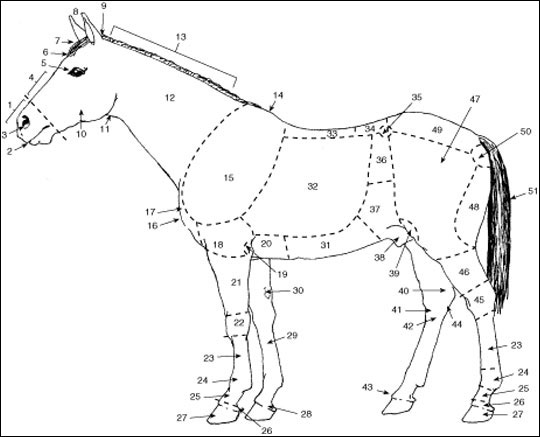 Points of horse conformation.