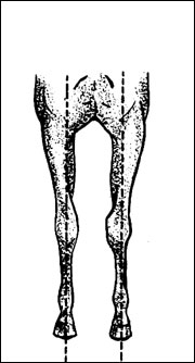forelegs front view image