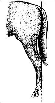 hind legs front view image