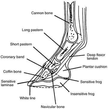 Parts of a horse's foot labeled.