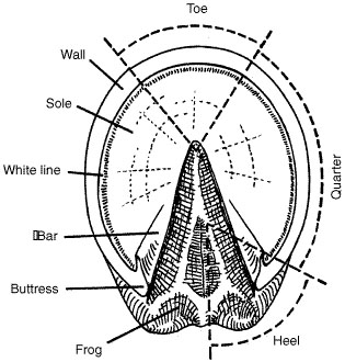 Parts of the ground surface of the foot labeled.