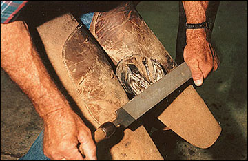 A horse's foot being leveled by rasping.