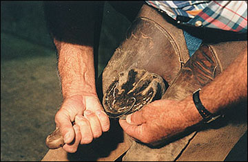 The sole of a horse's foot being lowered.