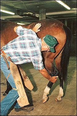 A man picking up a horse's hind foot.