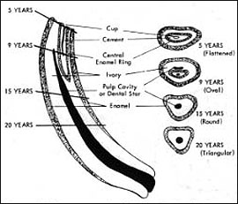 A permanent middle incisor tooth at different ages and stages of wear