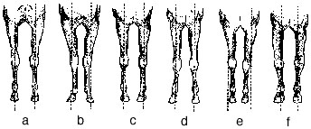 Front view of horse leg set.