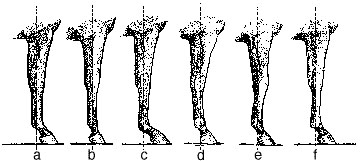 Side for of horse leg set.