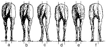 Review view of horse hind leg set.