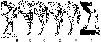 Side view of horse hind leg set.