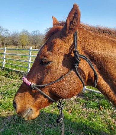 Rope halter with a covered noseband on a horse.