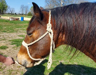 Mule tape halter on a horse.