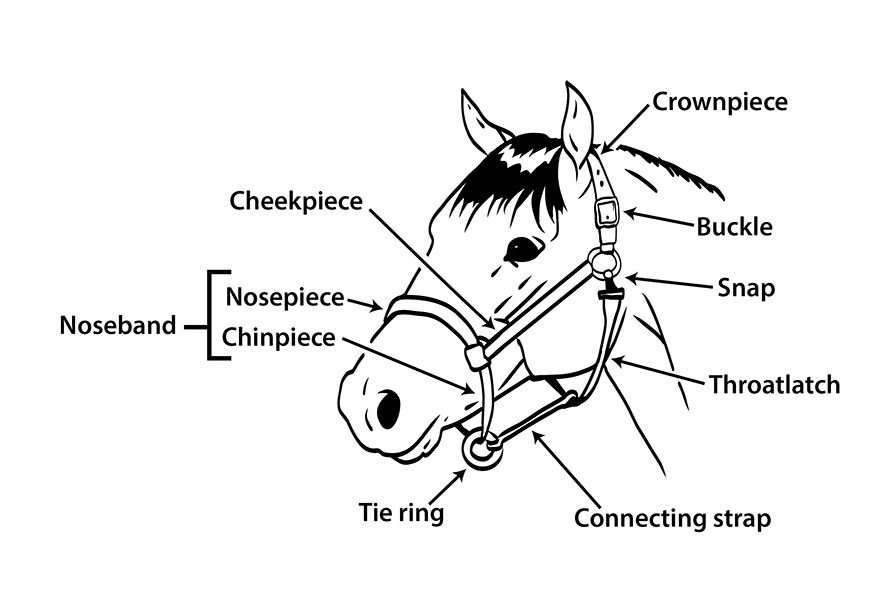 Diagram of a horse halter.