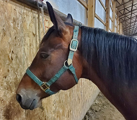 Horse wearing a typical nylon halter.