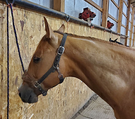 Horse wearing a nylon halter with an adjustable strap.