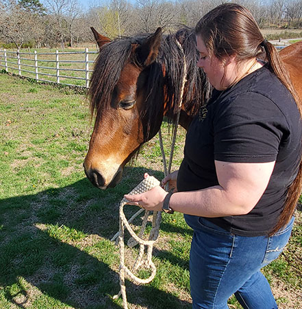 A woman haltering a horse.