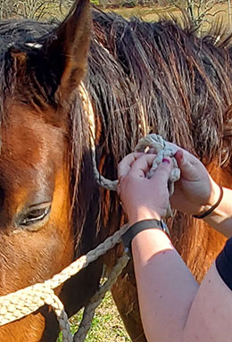 Showing the first step of tying a halter. Pull the crownpiece through the eye on the cheekpiece.