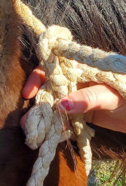 Showing the second step of tying a halter. Pull the tail of the crownpiece around and behind the eye hole.