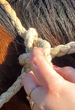 Showing the final step of tying a halter. Pull the tail through the loop to secure it.