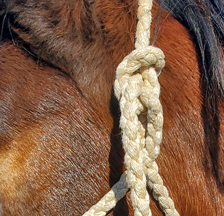 An incorrectly tied halter.