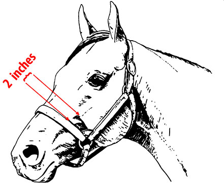 Diagram of a correctly adjusted halter.