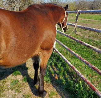 A horse tied to a fence.