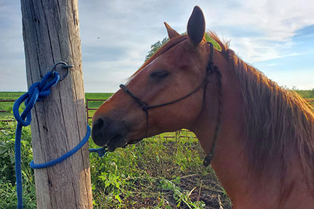 A horse tied to a post.