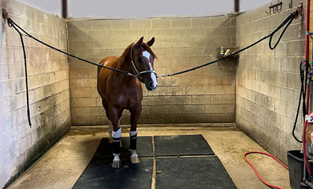 A horse cross tied in a stall.