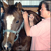 A woman adjusting a halter on a horse.