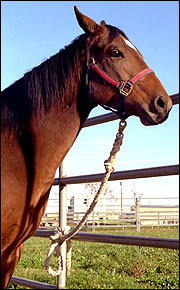 Haltering And Tying Horses Mu Extension