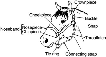 A halter with the parts labeled.