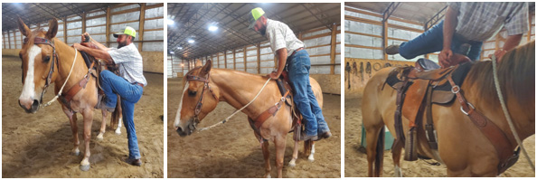 Proper control of a horse during mounting.