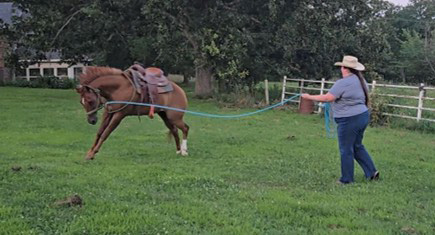 A woman lunging a horse in a field.