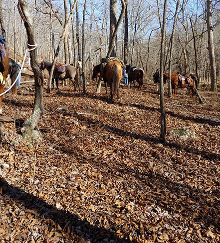 Horses tied to trees.