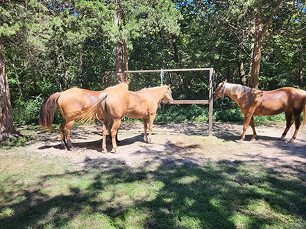 Horses tied to a wooden gate.