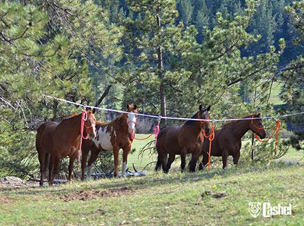 Horses tied on a high line.