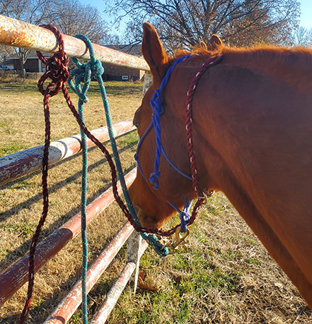 Horse tied to a metal gate.