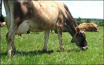 A dairy cow grazing.