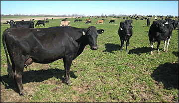 Crossbred dairy cows are specified in this grazing dairy system.