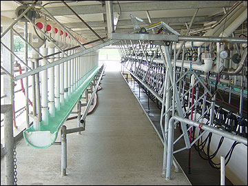 View down the lane of an empty swing parabone dairy parlor.