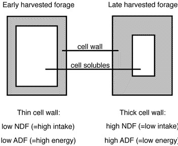 Relationship between harvest stage and fiber content.