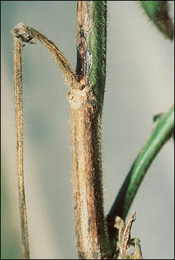 Stem canker.