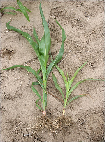 Corn injured by herbicide carryover.