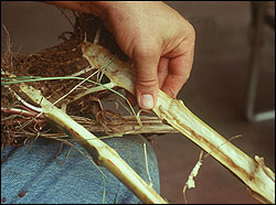 Insect feeding within stems.