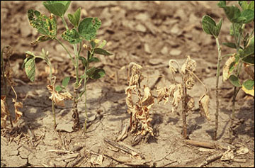 Soybean killed by Phytophthora root and stem rot.