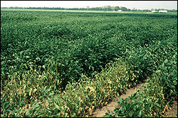 Stunted growth in sandy soil.