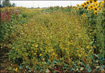 Alternatives in Missouri double-crop systems