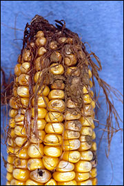 An ear of corn with Aspergillis flavus appearing as a powdery mold growth.