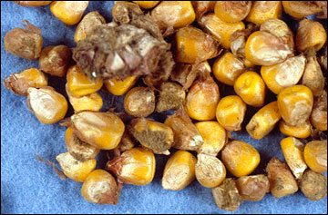 A small pile of moldy corn kernels.